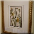 A32. Framed daffodil boatnical print. 